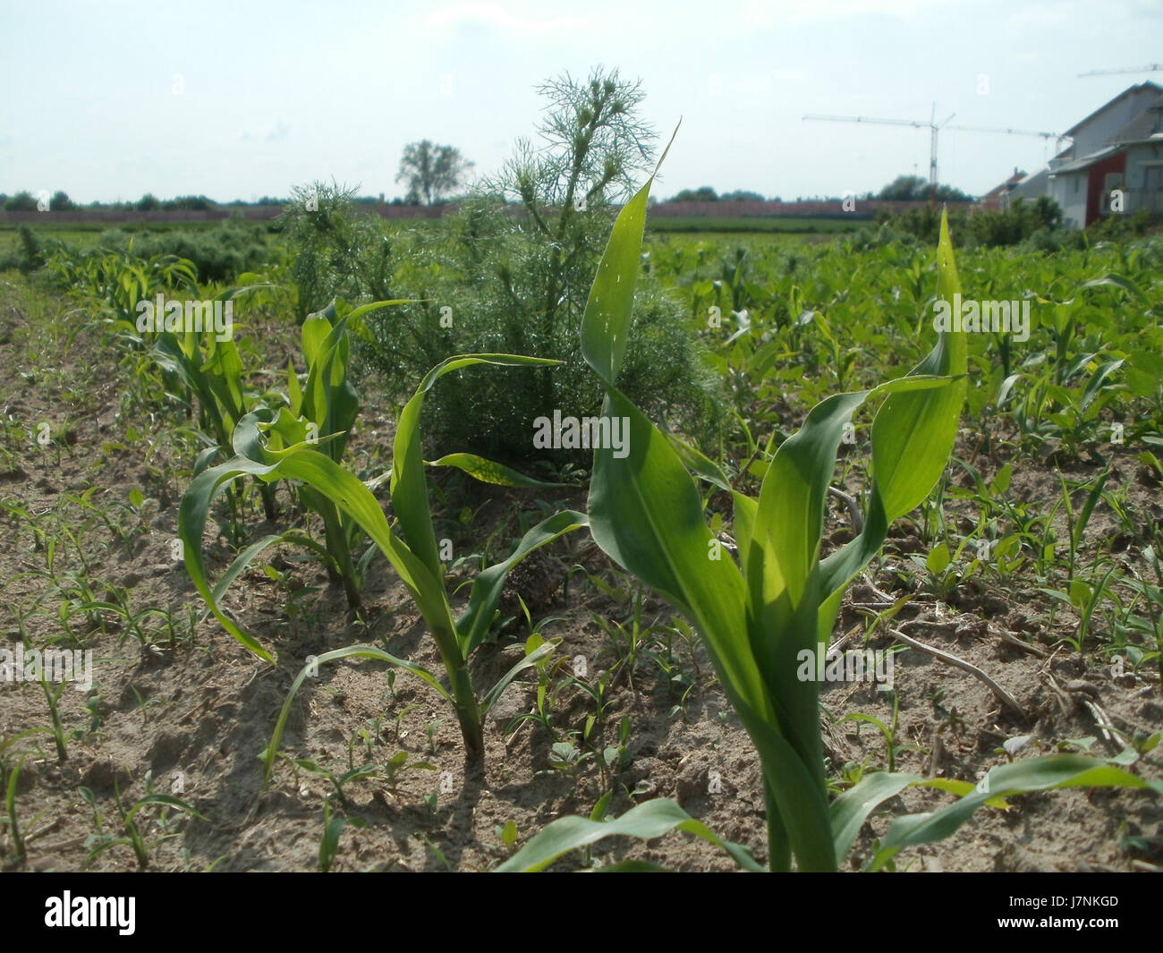 Una fotografia scattata il 22 maggio 2012, durante l'evento Mais a Hockenheim, Germania, che cattura un momento di questo festival regionale, noto per il suo significato agricolo e le attività della comunità locale. Foto Stock