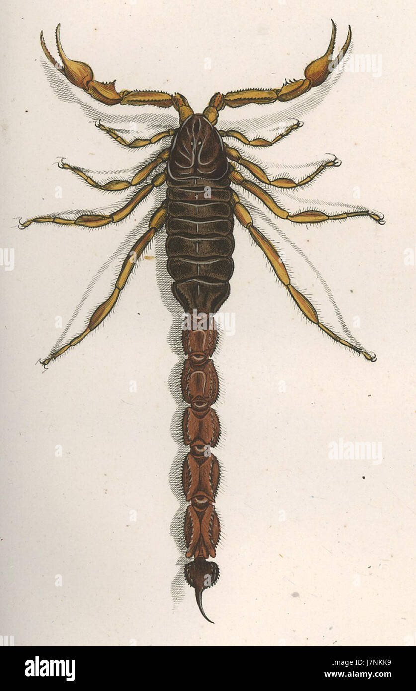 Androctonus australis 1800 Foto Stock