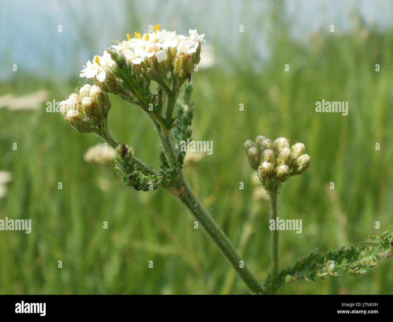 20120527Schafgarbe Rheinhausen5 Foto Stock