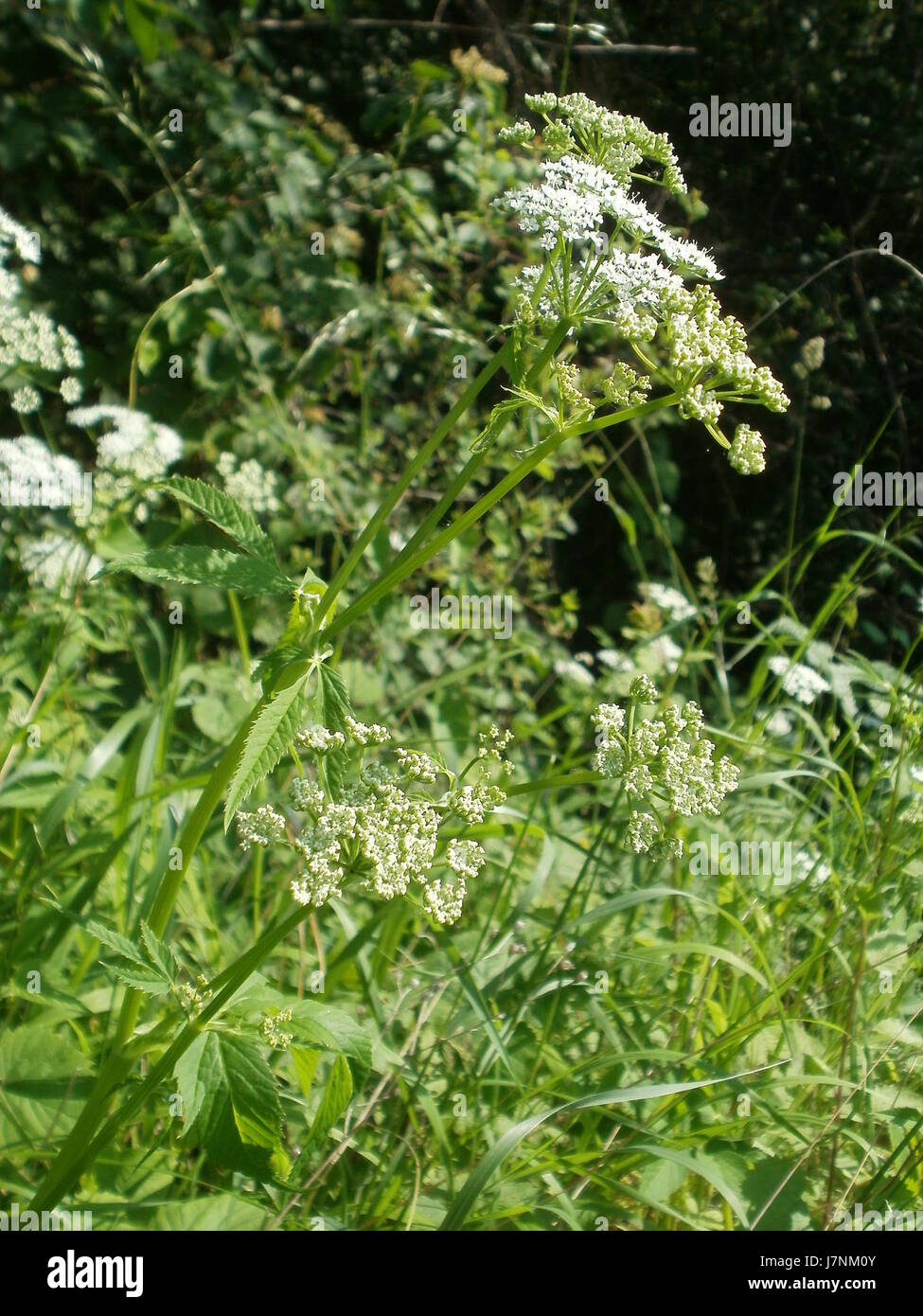 Questa immagine mostra il circuito di Hockenheim, catturato il 28 maggio 2012, durante un evento significativo. La pista è conosciuta per la sua storia nel Motorsport, in particolare per le corse di Formula 1 in Germania. Foto Stock