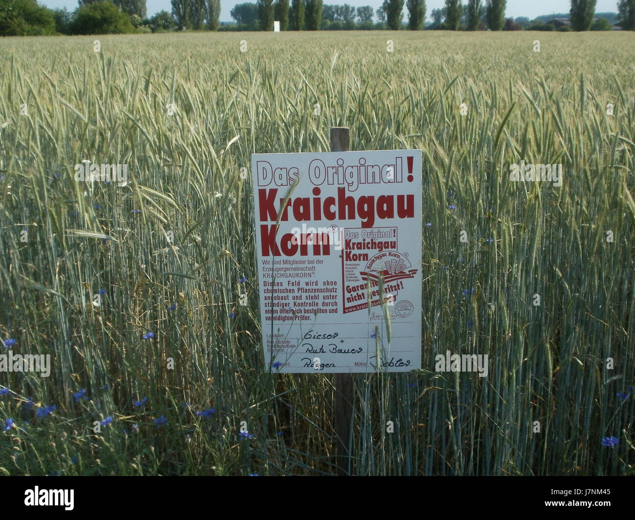 20120529Roggen Hockenheim1 Foto Stock