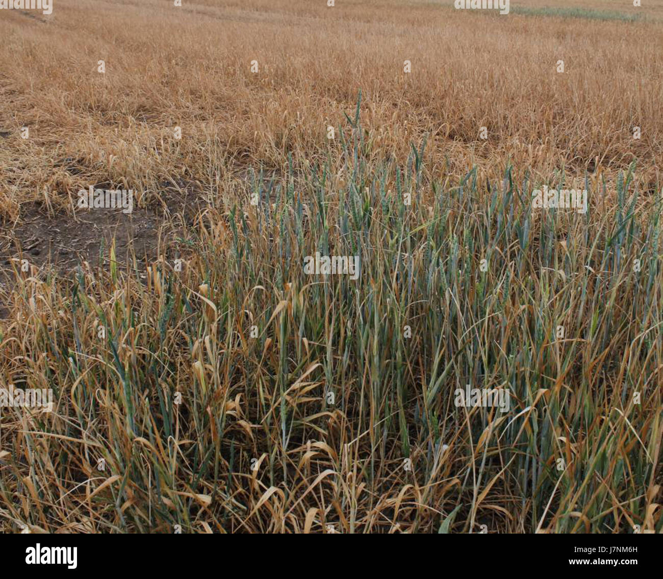 20120531 brno 3576u Foto Stock