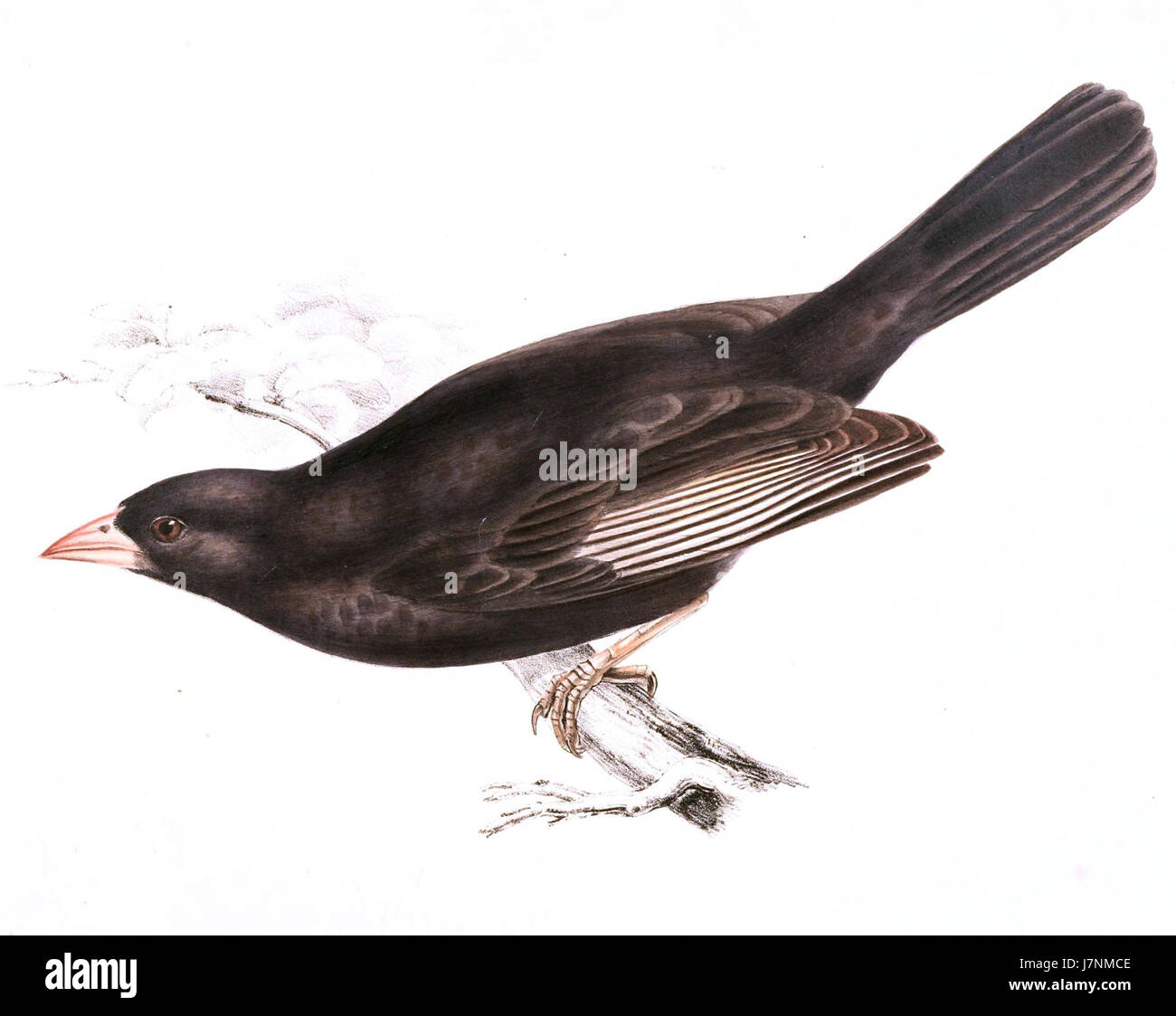 Bubalornis niger, noto anche come tessitore di bufali dalla testa nera, è una specie di uccello originaria dell'Africa sub-sahariana, raffigurato in un resoconto storico del 1838, che mostra la sua caratteristica testa nera e il piumaggio giallo. Foto Stock