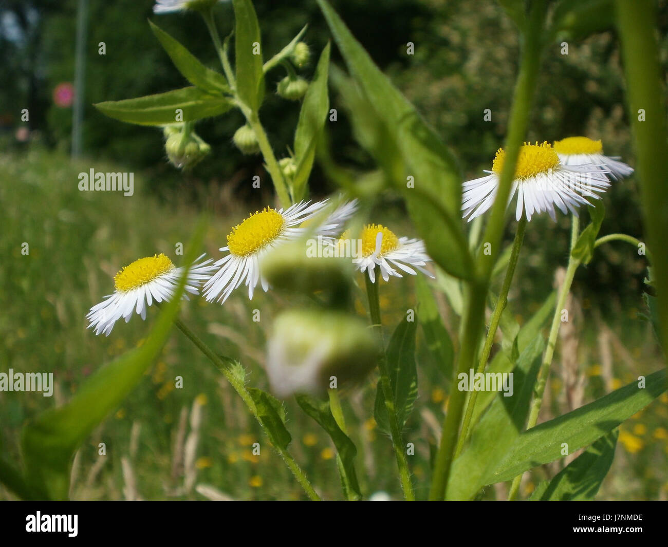 "20120607 Berufkraut Hockenheim7" è un'immagine di Berufkraut, noto anche come Common Ragweed, catturato a Hockenheim, in Germania. Questa specie è nota per il suo impatto sulle allergie e per il suo ruolo negli ecosistemi come pianta invasiva. Foto Stock