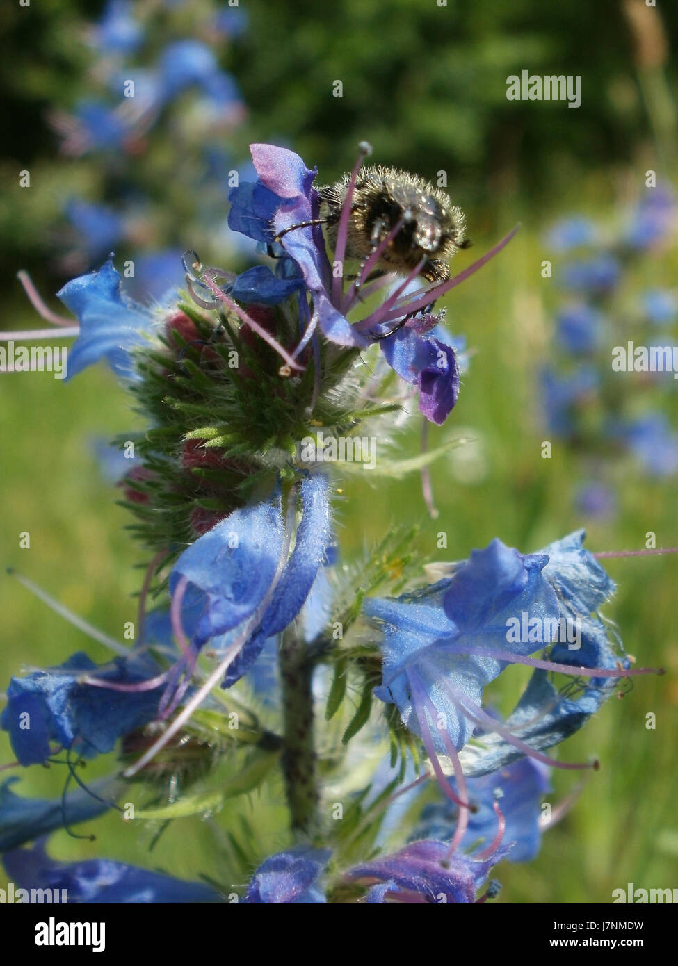 Questo titolo si riferisce probabilmente a un evento o luogo specifico, come il WiesenblÃ¼te (fiore di prato) di Hockenheim, Germania. La data suggerisce che potrebbe trattarsi di un evento o di una festa legata alla fioritura dei prati della regione, nota per la sua bellezza stagionale e le tradizioni locali. Foto Stock