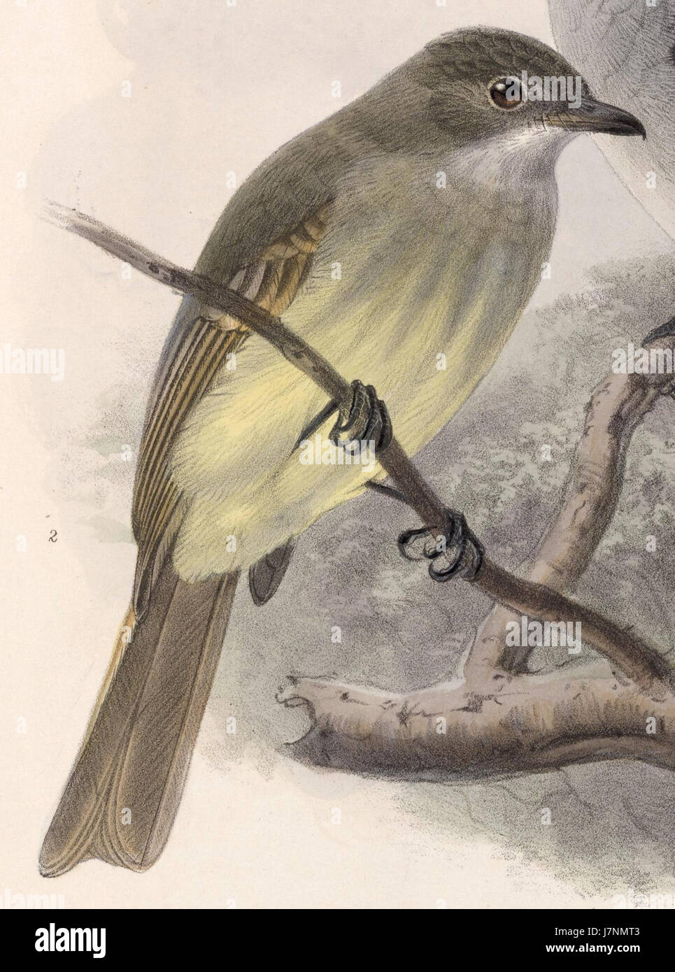 Deltarhynchus flammulatus, descritto nel 1902, è una specie di coleottero della famiglia Dryophthoridae, nota per la sua struttura corporea unica e le caratteristiche morfologiche distinte. Foto Stock