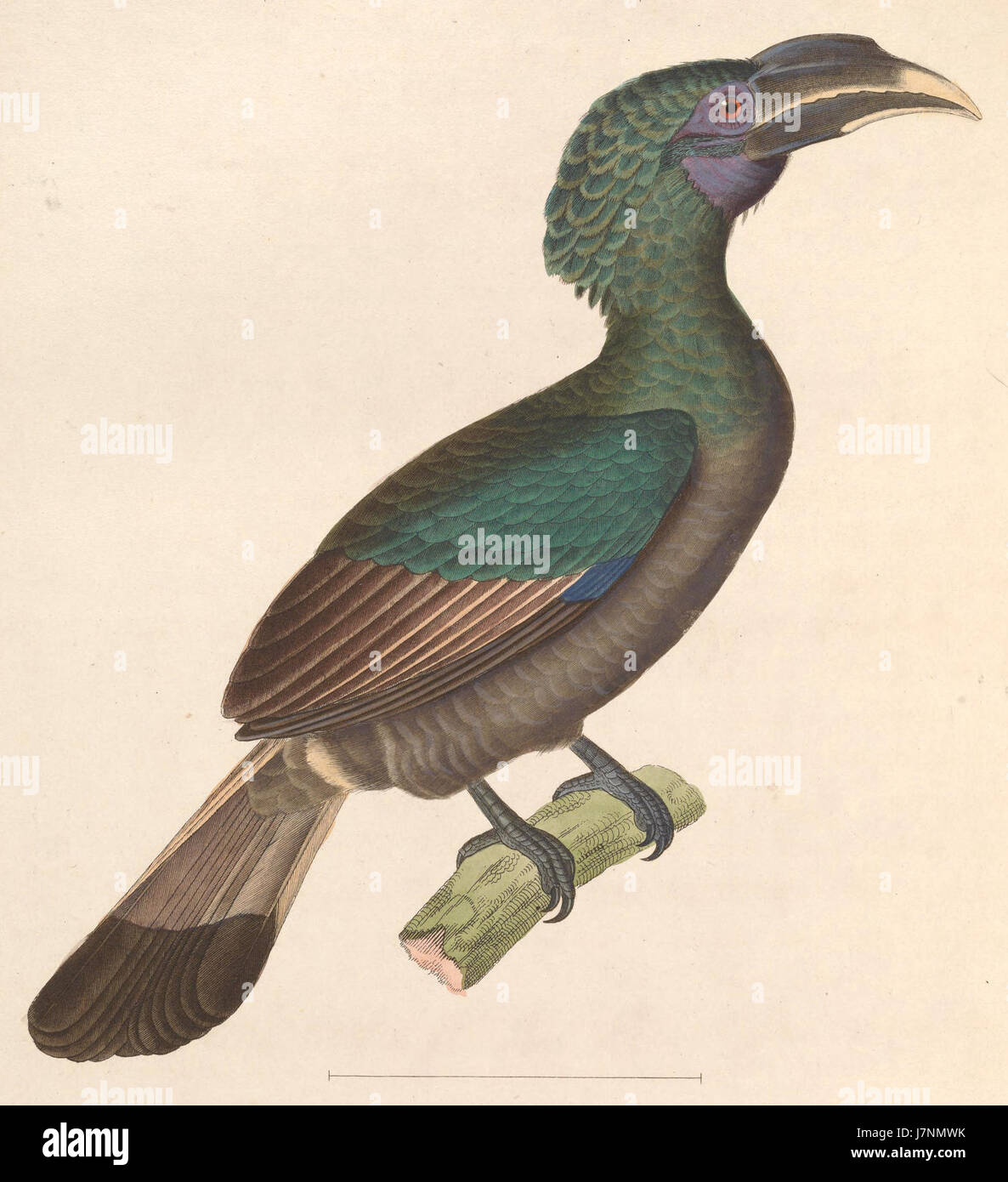 Anorrhinus galeritus è una specie di coleottero descritta nel 1838. Fa parte della famiglia Scarabaeidae, nota per il suo corpo robusto e l'aspetto distintivo, che si trova principalmente nel sud-est asiatico. Foto Stock