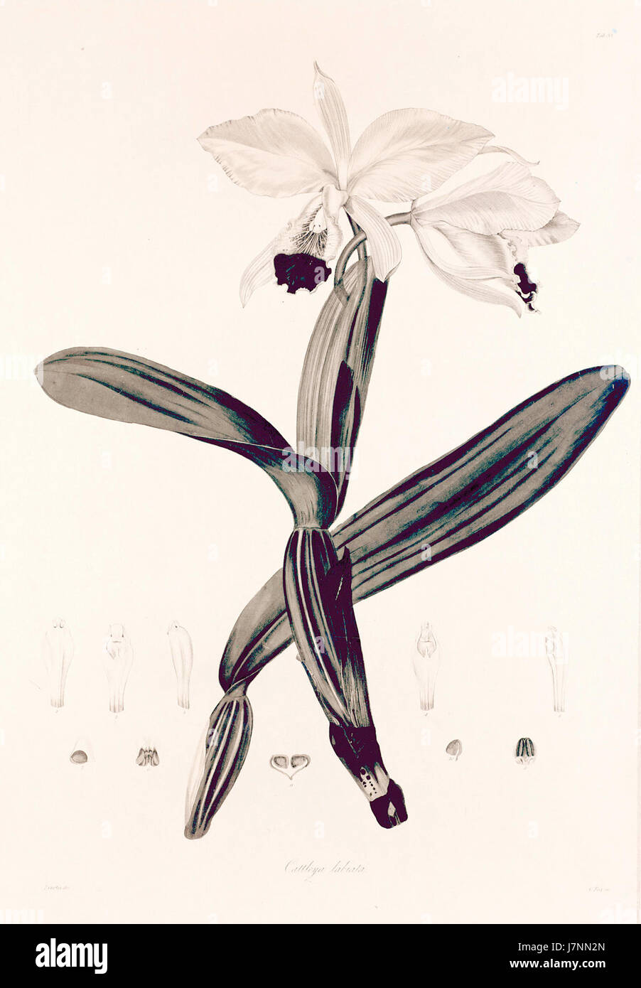 33 Cattleya labiata John Lindley Collectanea botanica (1821) Foto Stock