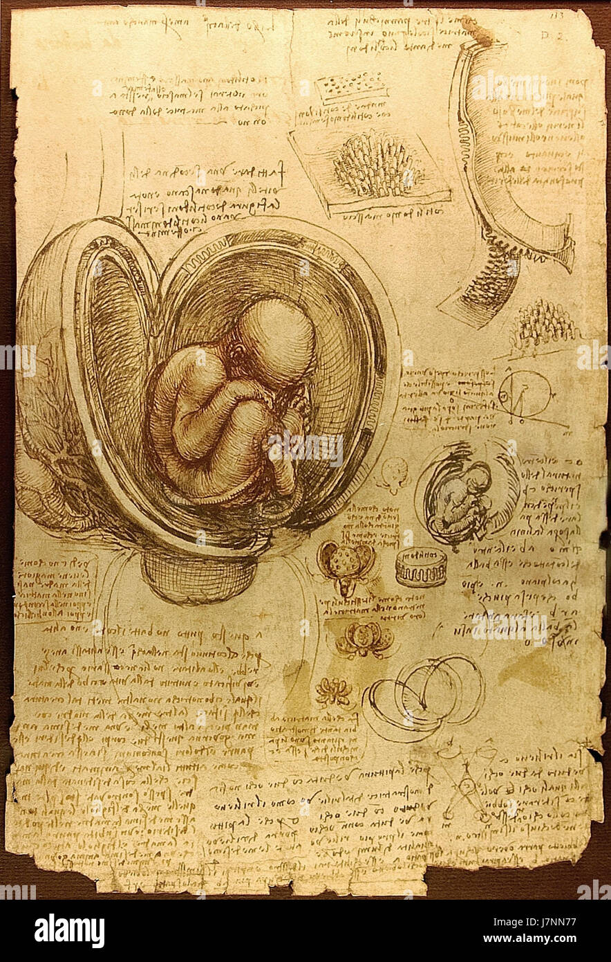 Questo lavoro presenta studi sugli embrioni di Leonardo da Vinci, offrendo un esame dettagliato dello sviluppo umano attraverso la lente della scienza rinascimentale. Gli studi forniscono una visione significativa della comprensione anatomica durante il periodo di da Vinci. Foto Stock