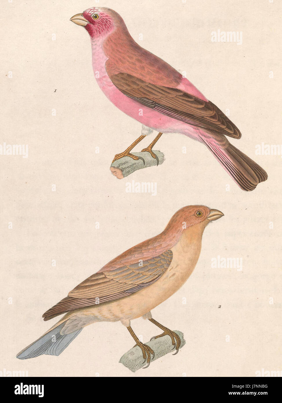 Carpodacus synoicus 1838 Foto Stock