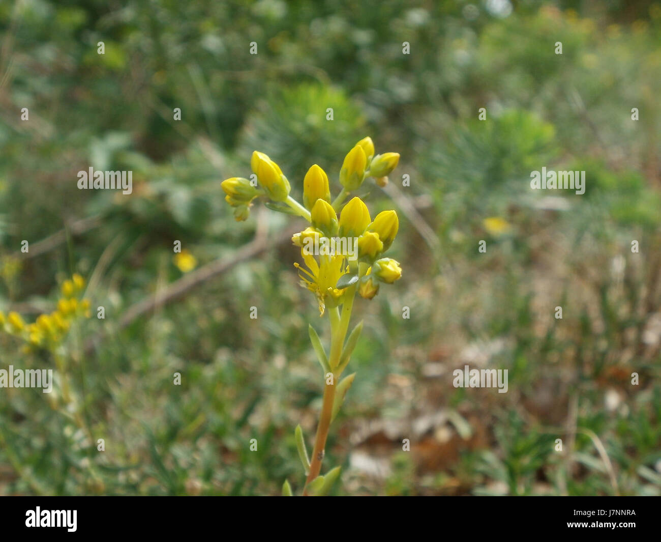La fotografia scattata il 24 giugno 2012 mostra le dune di Oftersheimer, un paesaggio naturale significativo in Germania noto per la sua flora e fauna uniche, nonché per la sua importanza negli sforzi di conservazione locale. Foto Stock