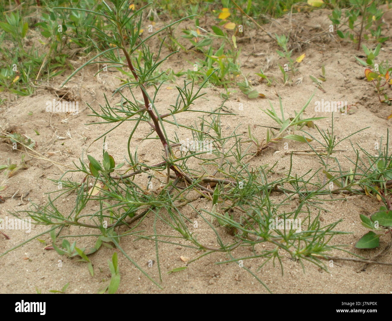 Le dune Oftersheimer DÃ¼nen (dune Oftersheimer) sono un paesaggio naturale in Germania. Sono note per le loro dune sabbiose e per la significativa importanza ecologica nella regione. Foto Stock