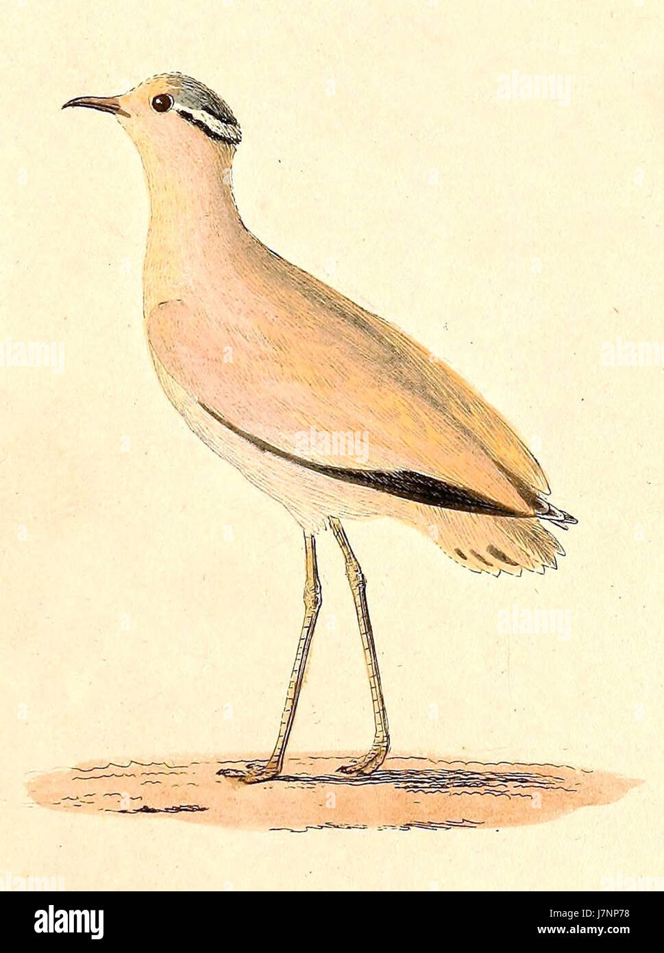 Cursorius cursor 1832 Foto Stock