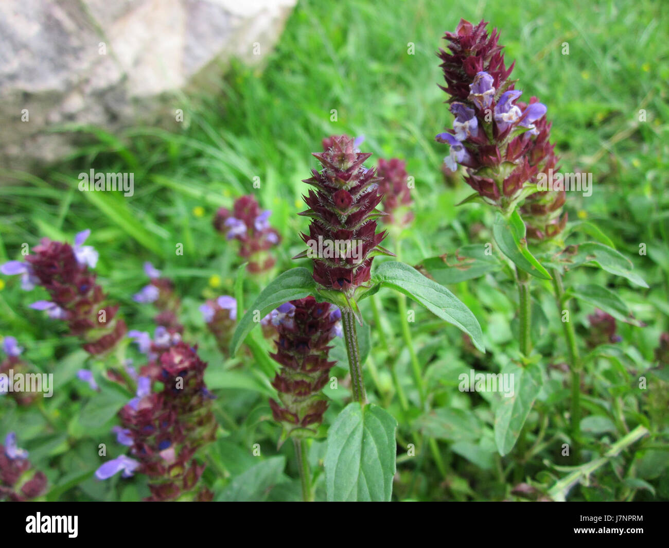 La Prunella vulgaris, comunemente nota come l'autoripara o guarigione, è una pianta perenne che si trova nelle regioni temperate. È usato in medicina a base di erbe per le sue potenziali proprietà curative. La pianta presenta piccoli fiori viola e si trova tipicamente in praterie e bordi di legno. Foto Stock