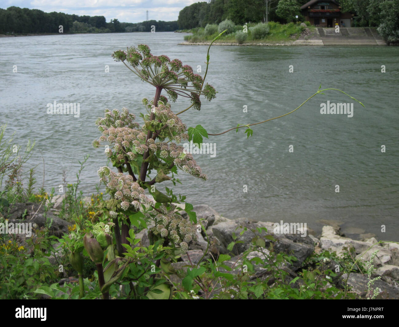 L'Angelica sylvestris è una specie di pianta della famiglia delle Apiaceae. Questa pianta è originaria dell'Europa e di alcune parti dell'Asia, nota per le sue proprietà medicinali e l'uso nei rimedi erboristici. Foto Stock