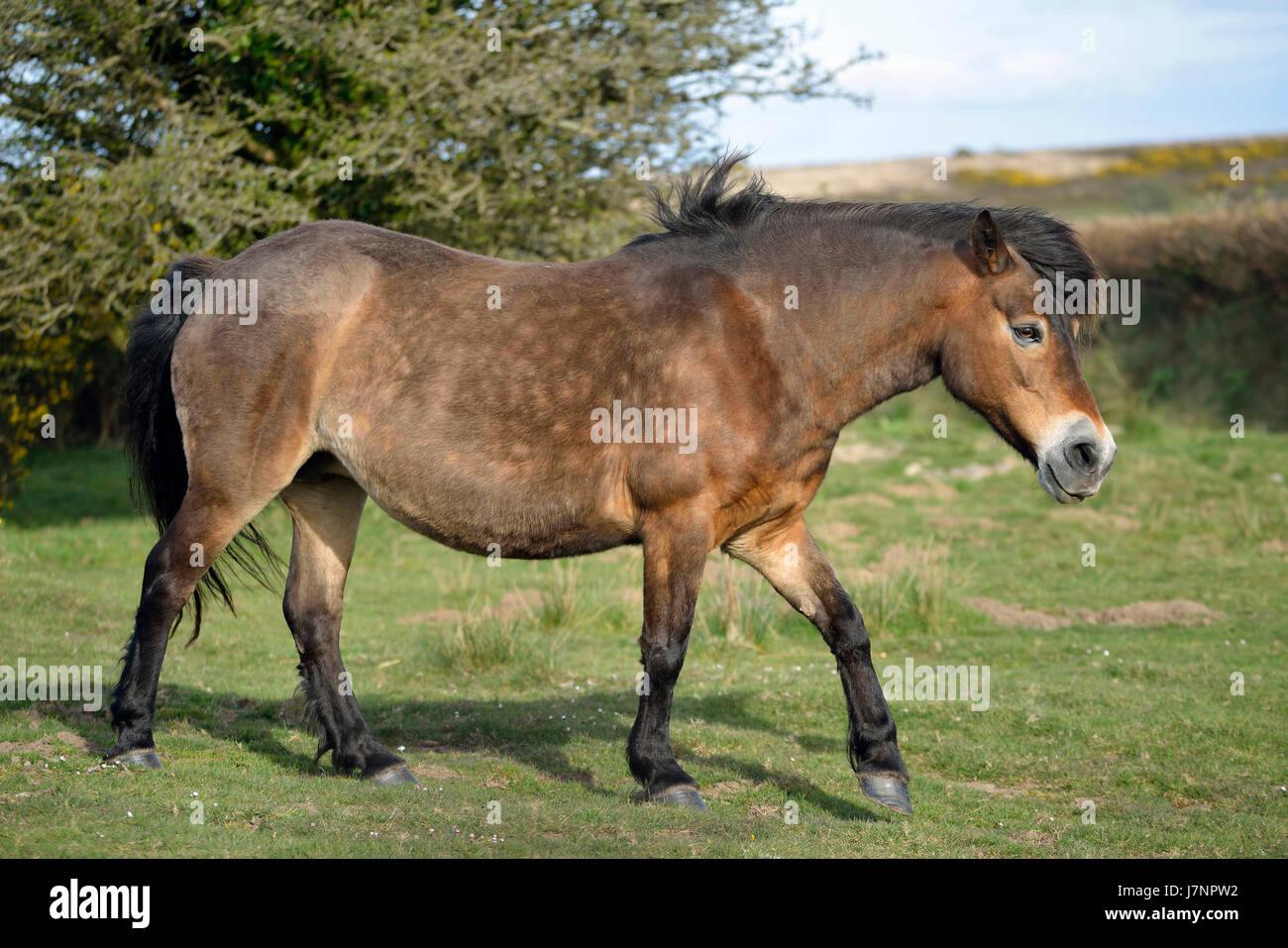 Exmoor Pony camminando su Winsford Hill, Exmoor Foto Stock