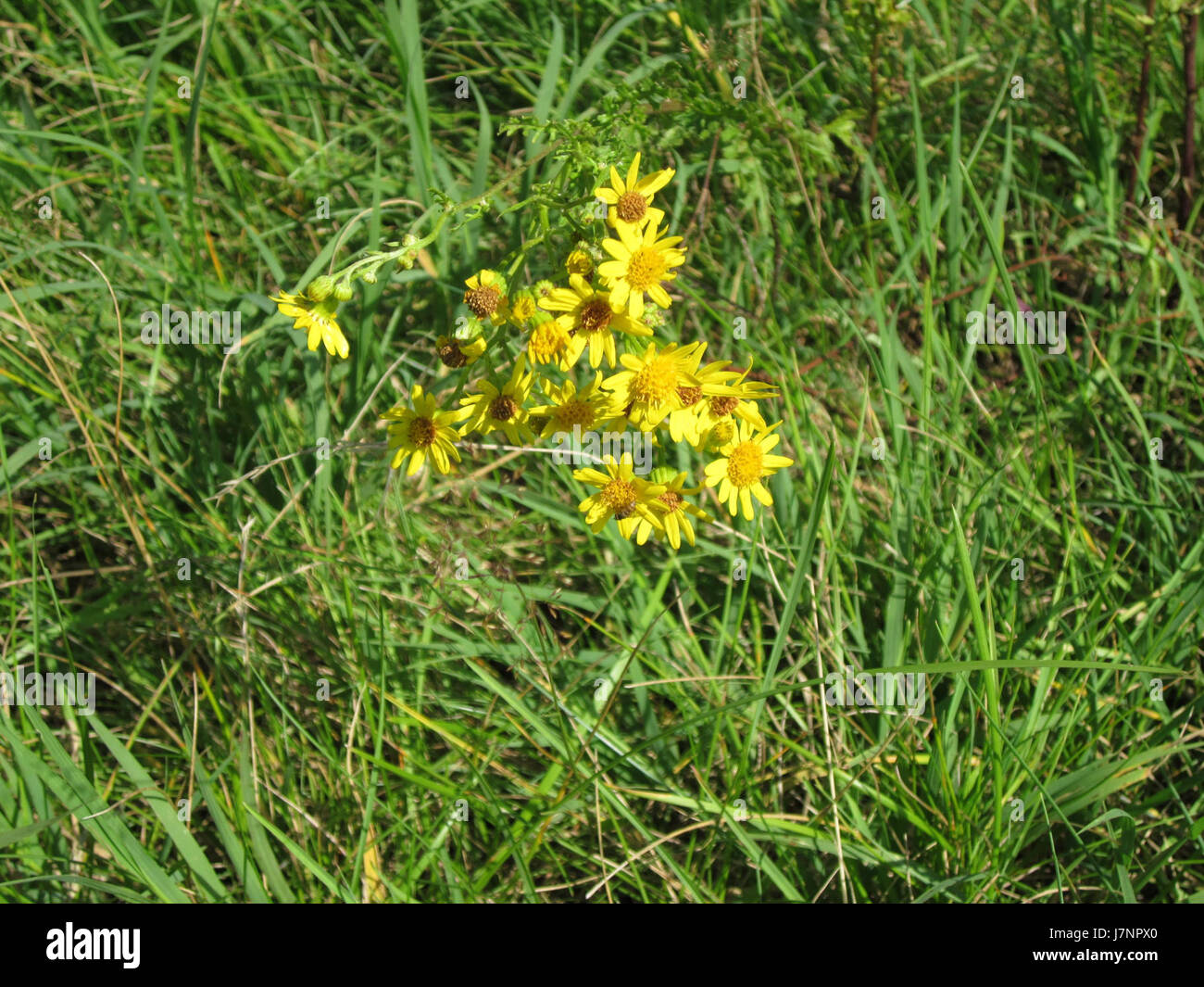 Jakobs Kreuzkraut, noto anche come ragwort, è una specie di piante che si trova a Hockenheim, in Germania. Questa pianta è nota per le sue proprietà tossiche, in particolare per il bestiame, ed è spesso studiata nel contesto della scienza agricola e ambientale. Foto Stock