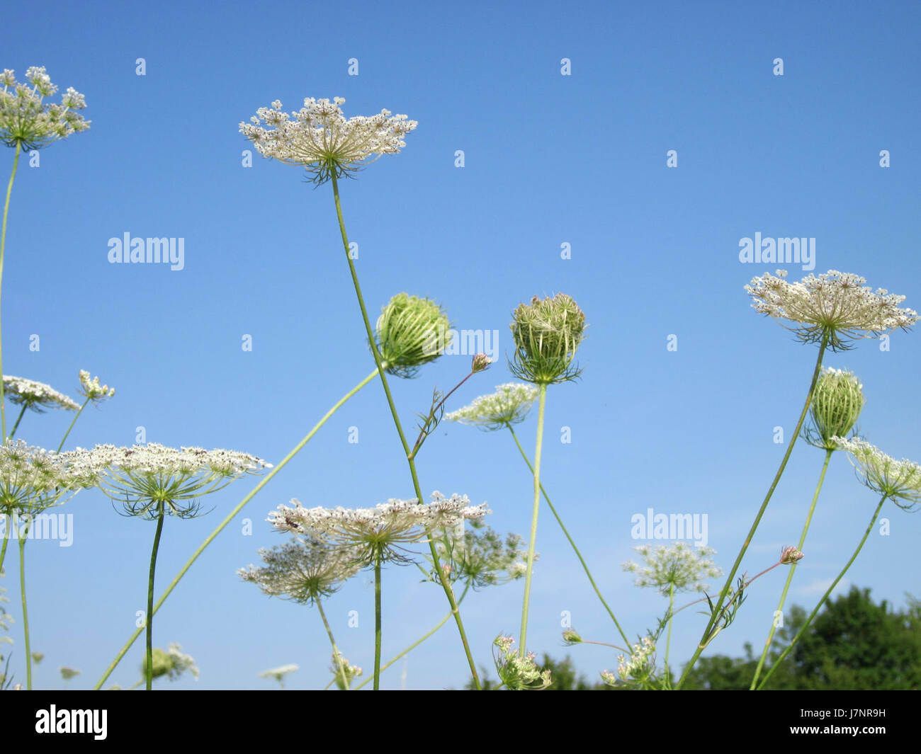 Questa foto da Reilingen, Germania, scattata il 25 luglio 2012, cattura il paesaggio rurale e l'atmosfera di una piccola città, riflettendo lo stile di vita tranquillo nel cuore della campagna tedesca. Foto Stock