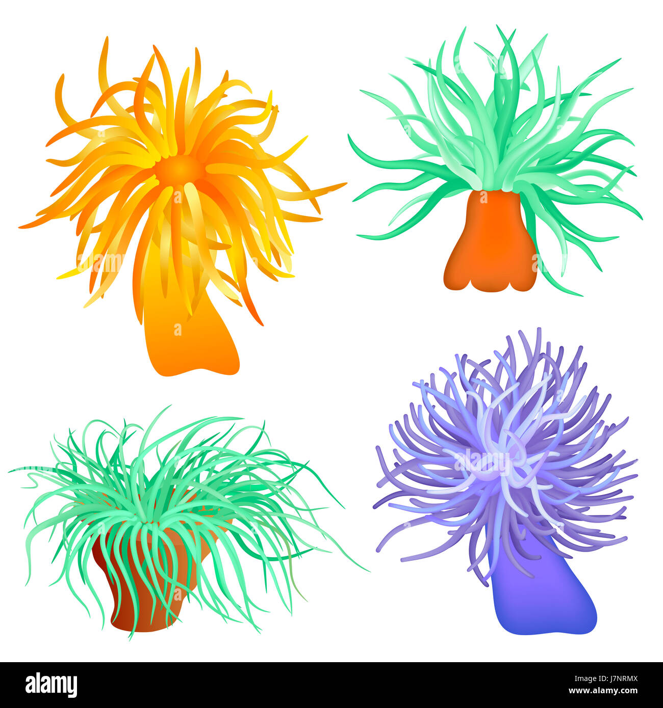 Piante e fiori della flora marina anemone sale marino acqua oceano mare  acqua isolato Foto stock - Alamy