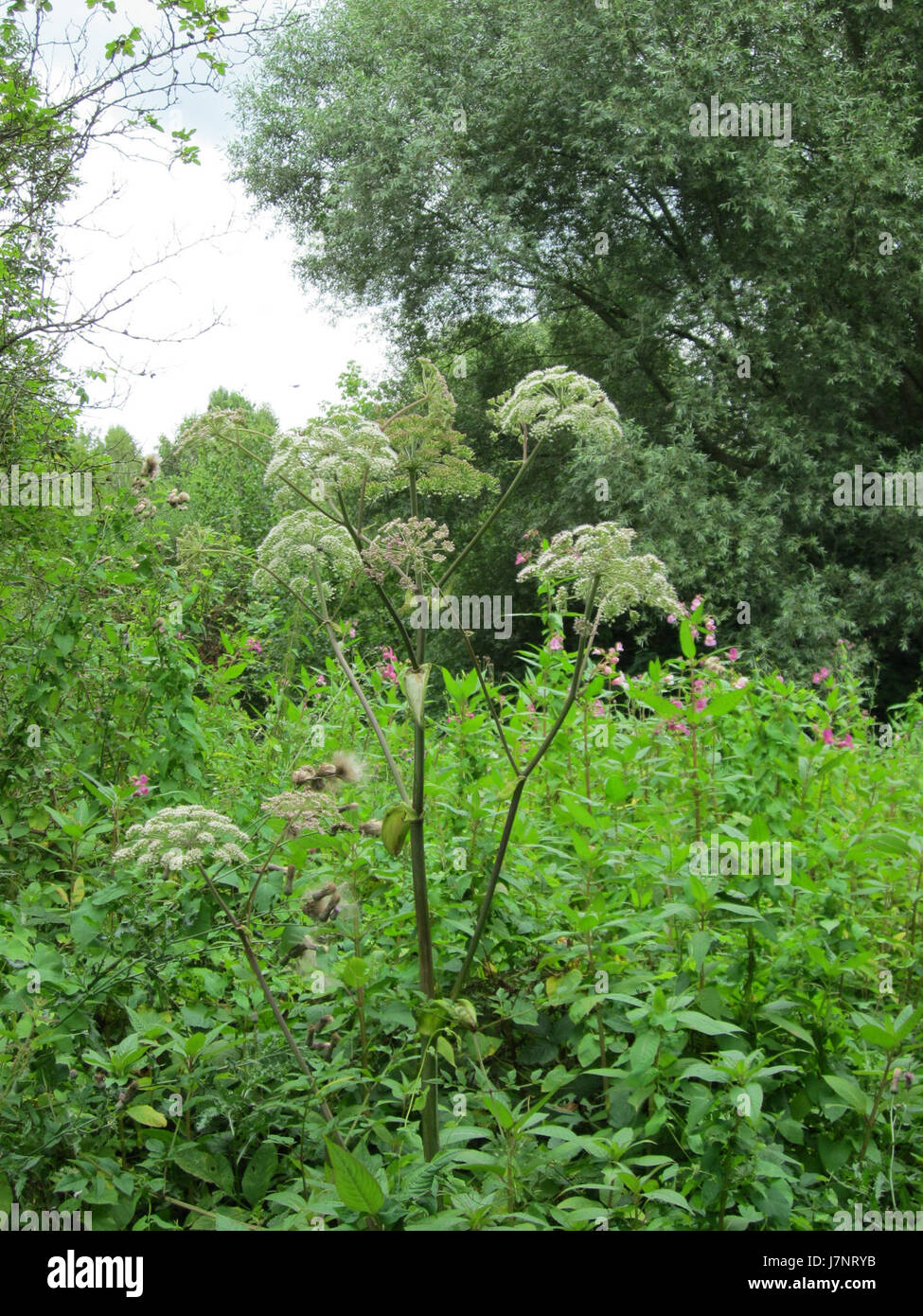Una vista aerea del St. Arnualer Wiesen in Germania, una vasta area di campi e spazi verdi, che mette in risalto il paesaggio naturale e i terreni agricoli della regione. Foto Stock