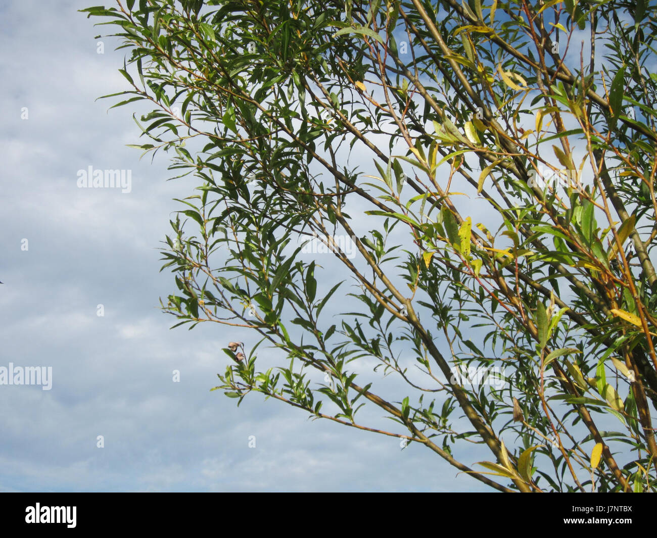 Un riferimento ad un evento o ad una performance di Johann Sebastian Bach, forse a Leopoldswiesen o Hockenheim, il 15 agosto 2012, incentrata sulla musica classica e la storia delle esecuzioni. Foto Stock