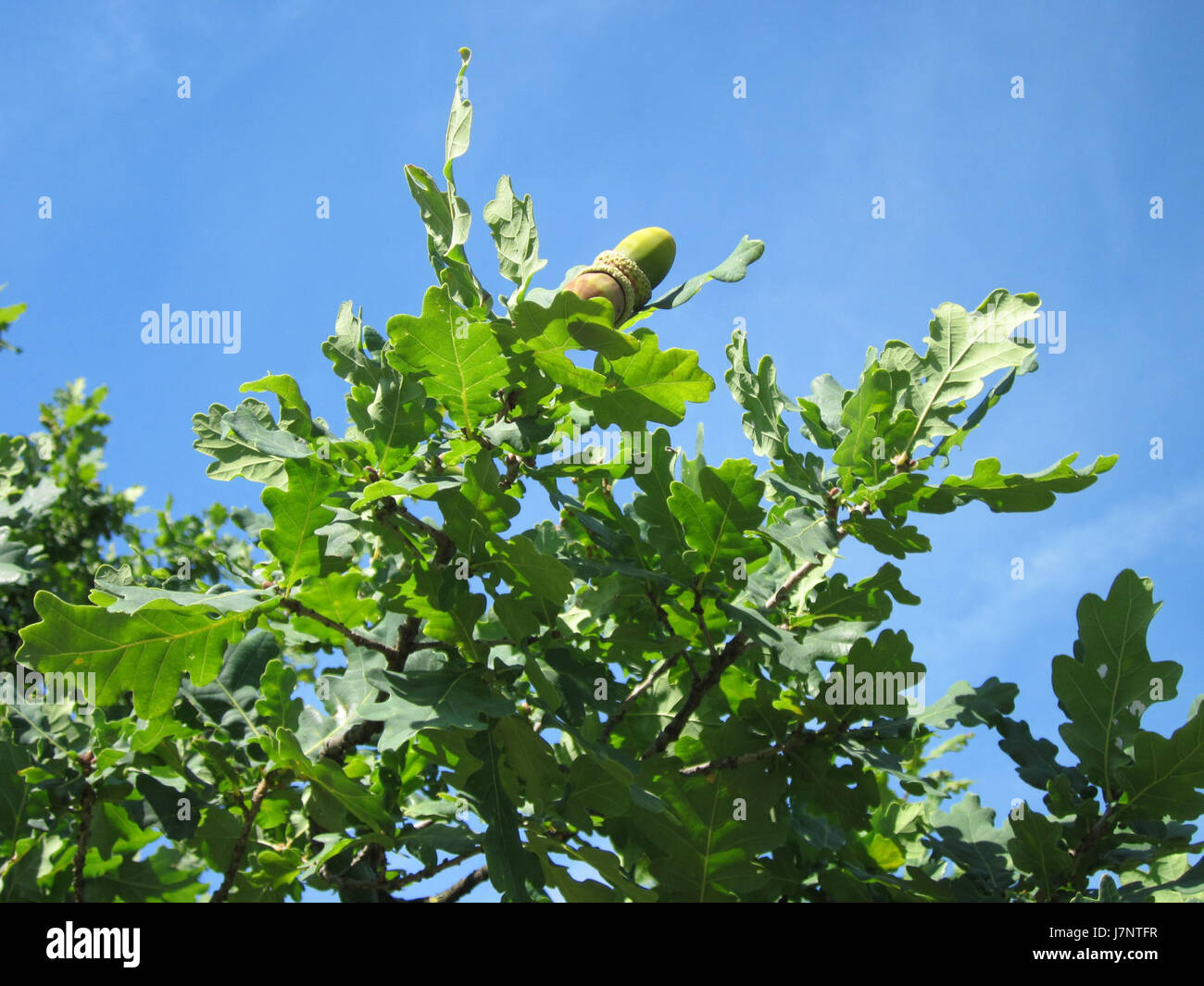 Una fotografia del 17 agosto 2012, che raffigura un evento o una scena a Hockenheim, in Germania, probabilmente correlata a sport motoristici o a un evento locale presso la sede di Eiche. Foto Stock