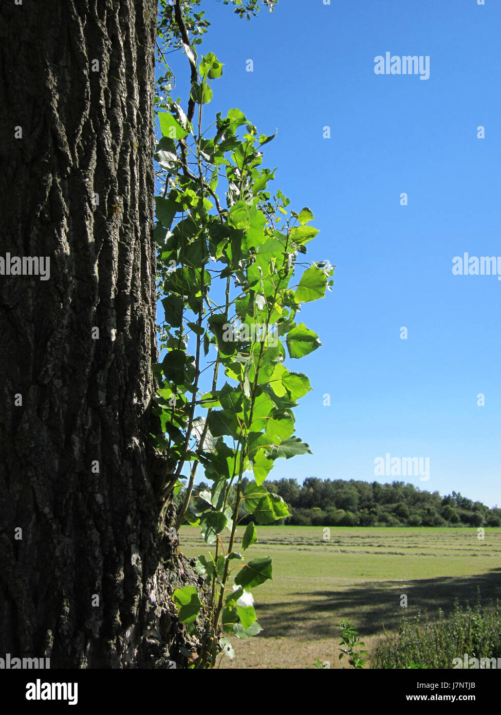 L'albero di Schwarzpappel, situato a Hockenheim, in Germania, è noto per il suo significativo ruolo ecologico. Fa parte del paesaggio naturale, contribuendo alla biodiversità locale e alla salute ambientale. Foto Stock