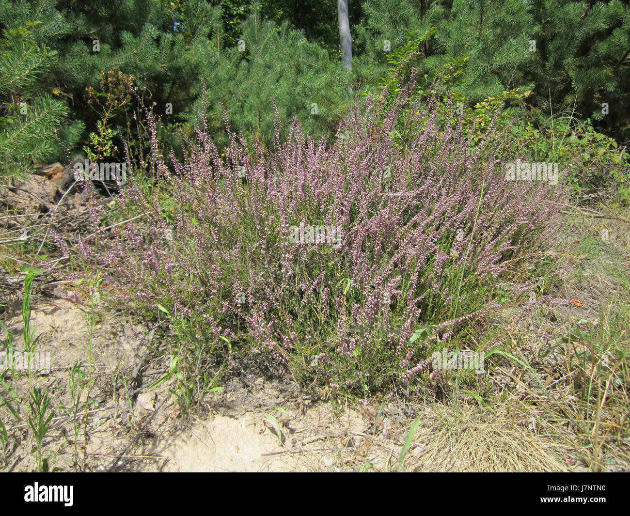Questa immagine del 19 agosto 2012 cattura Schwetzinger Hardt, un'area boschiva in Germania nota per la sua bellezza naturale. La foresta fa parte della regione di Schwetzingen, rinomata per i suoi parchi e spazi all'aperto. Foto Stock
