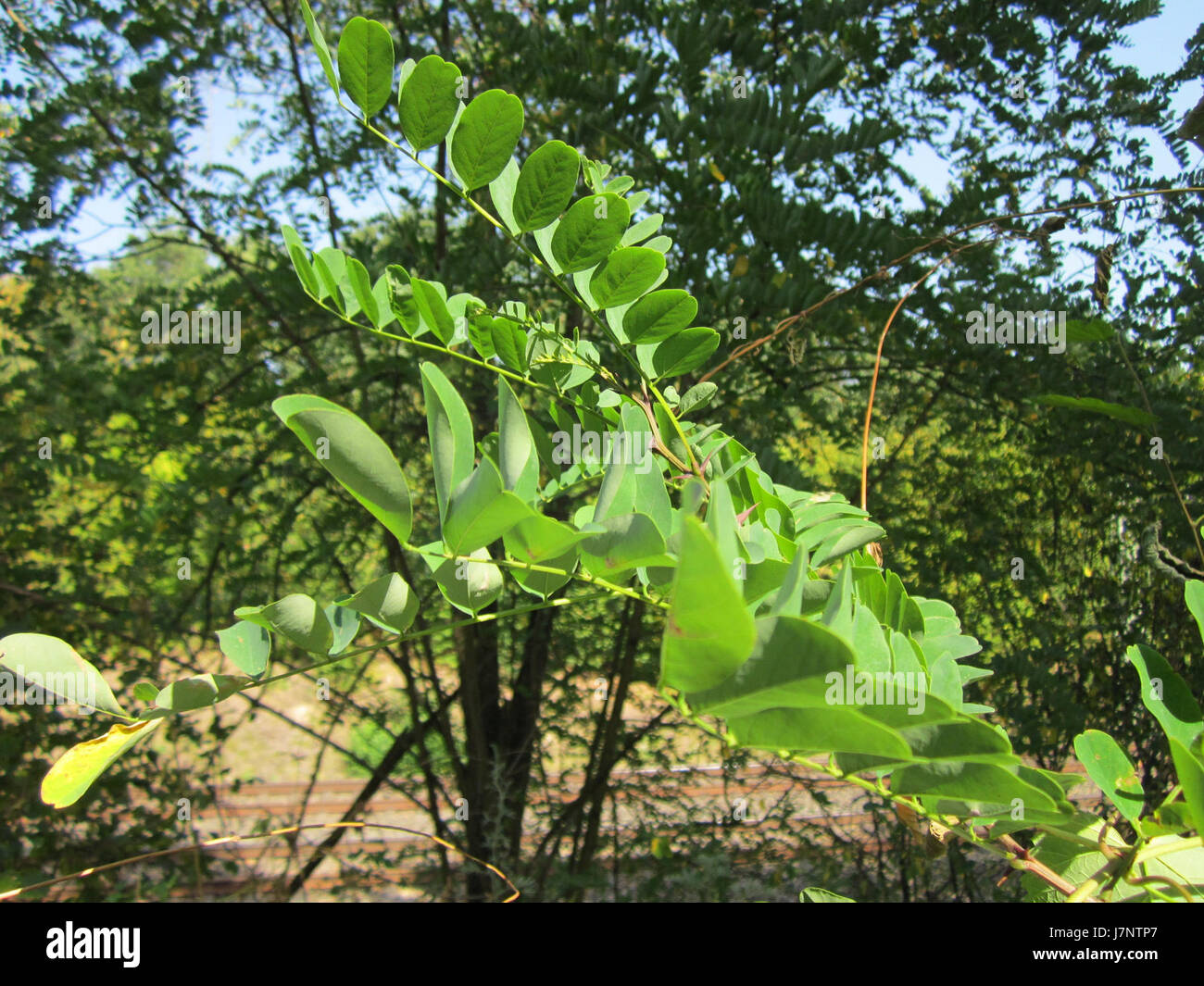 Questa immagine mostra lo Schwetzinger Hardt, una riserva naturale vicino a Schwetzingen, Germania, che sottolinea la sua bellezza naturale e l'importanza ecologica all'interno della regione. Foto Stock