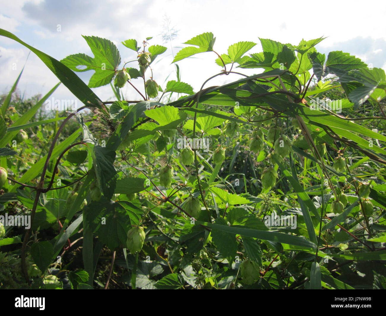 L'Hockenheimer Rheinbogen è un'area naturale protetta lungo il fiume Reno in Germania, che comprende 656 ettari di zone umide, foreste e praterie. Supporta diverse specie di flora e fauna selvatiche, offrendo habitat come le antiche armi di fiume, i letti di canne e le foreste di pianure alluvionali. L'area fa parte della rete natura 2000, che mira a preservare gli habitat e le specie più preziose d'Europa. Foto Stock