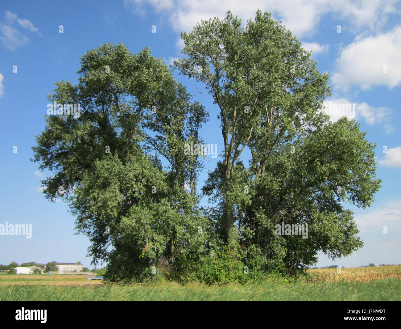 Gli alberi di Schwarzpappeln a Reilingen, in Germania, sono notevoli per il loro significato storico. Questi alberi sono stati documentati per la loro età e sono diventati parte del paesaggio locale, contribuendo alla storia ambientale della zona. Foto Stock