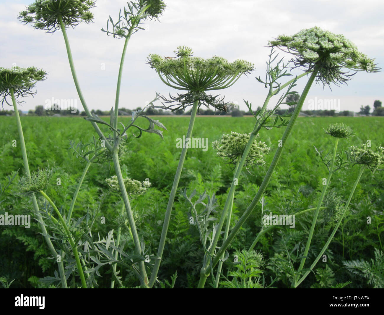 "Wilde Moehre" (carota selvatica) si riferisce a una specie vegetale trovata a Reilingen, in Germania. La fotografia del settembre 2012 mostra le caratteristiche peculiari di questa pianta di carote selvatiche nel suo habitat naturale. Foto Stock