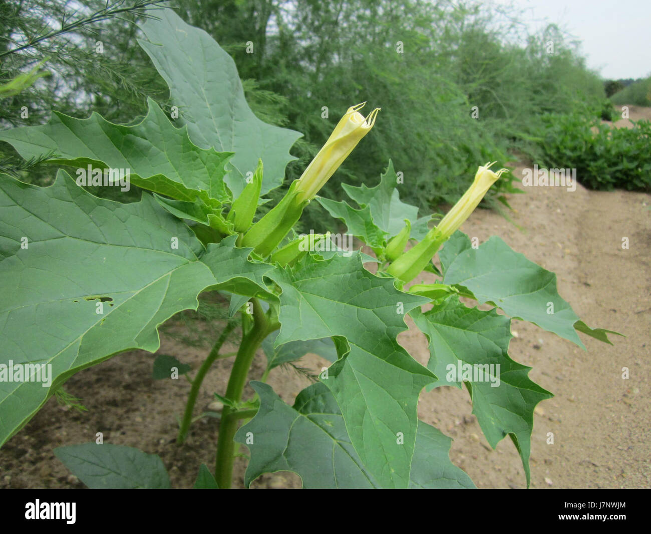 Spargelfeld, situata a Reilingen, in Germania, è un'area agricola ed ecologica di notevole importanza locale e regionale, che contribuisce alla conservazione ambientale e alle pratiche agricole. Foto Stock