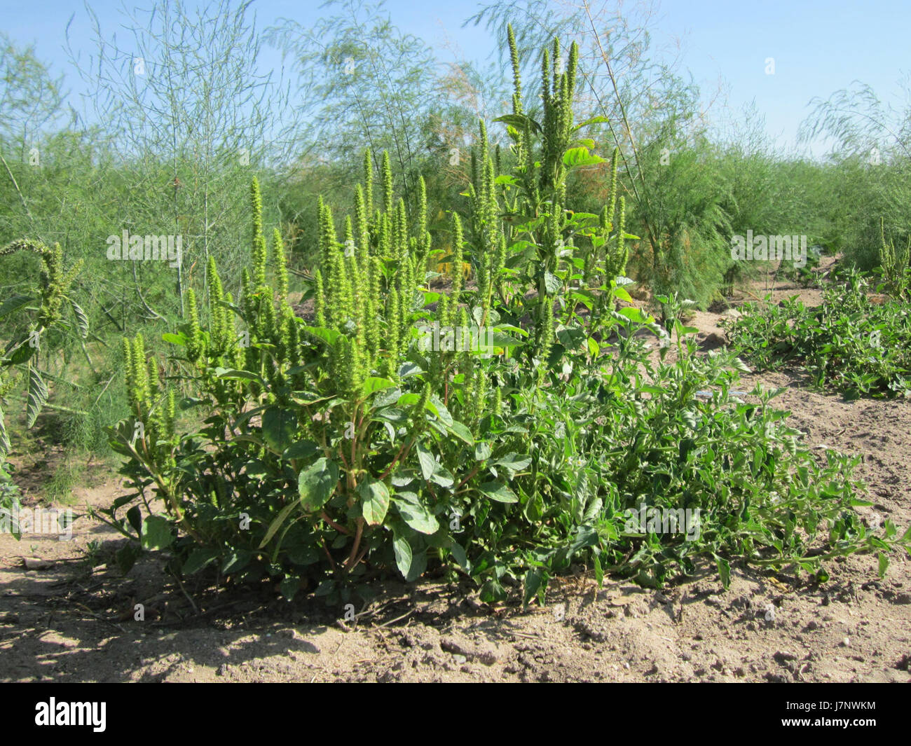 Il "20120906Acker Fuchsschwanz Reilingen" si riferisce probabilmente a un appezzamento agricolo a Reilingen, in Germania, caratterizzato dalla coltivazione della pianta "Fuchsschwanz", comunemente nota come Amaranto, una coltura fondamentale nell'agricoltura europea. Foto Stock