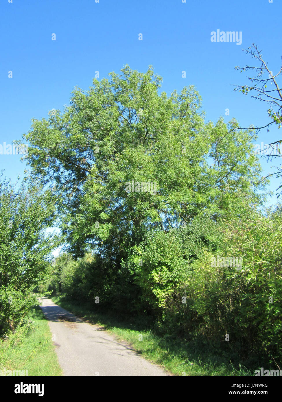 20120907Esche Horststuecker Foto Stock