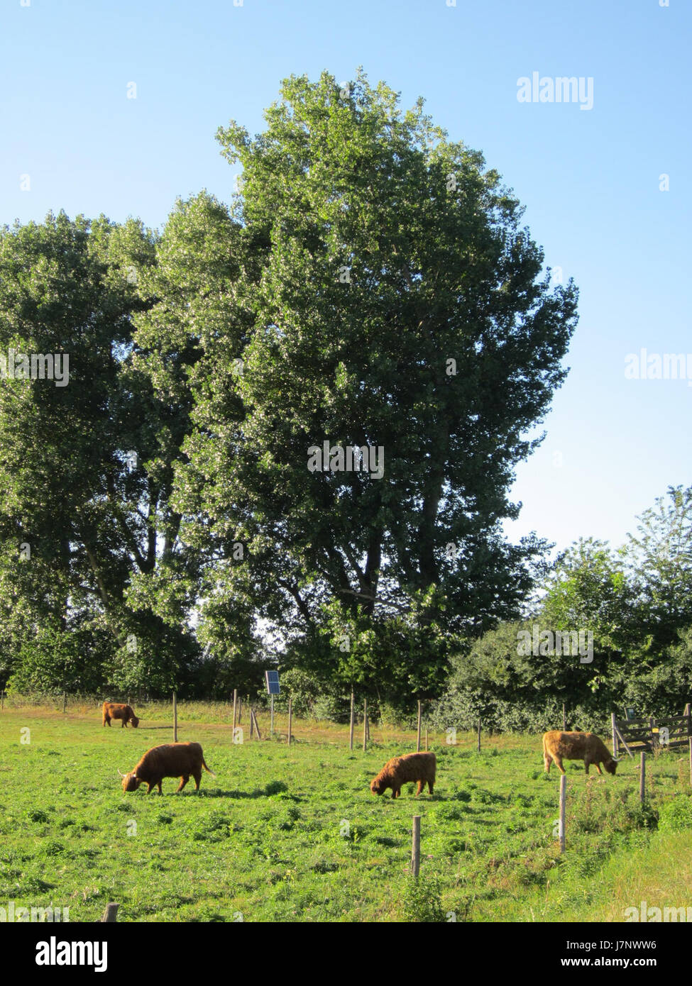 20120907Kuehe Silz2 Foto Stock 20120907Kuehe Silz2 Foto Stock