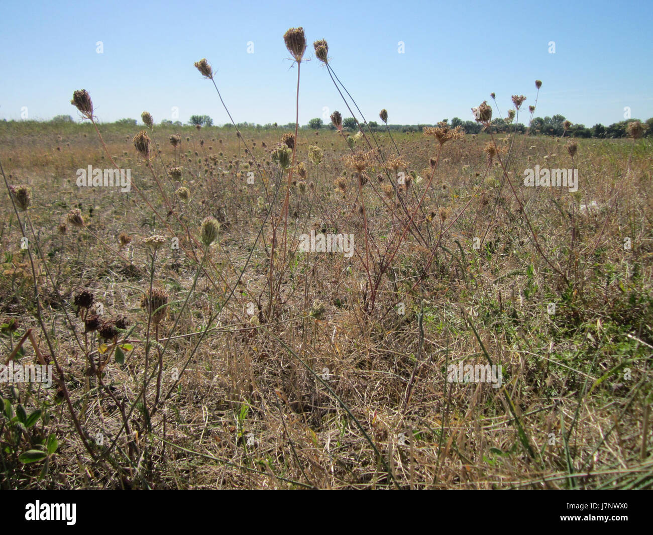 Questa immagine dell'8 settembre 2012 mostra Wilde Moehre, un'azienda agricola e di coltivazione di ortaggi situata a Hockenheim, Germania. L'attenzione è rivolta alle pratiche agricole biologiche e all'agricoltura sostenibile nella regione. Foto Stock