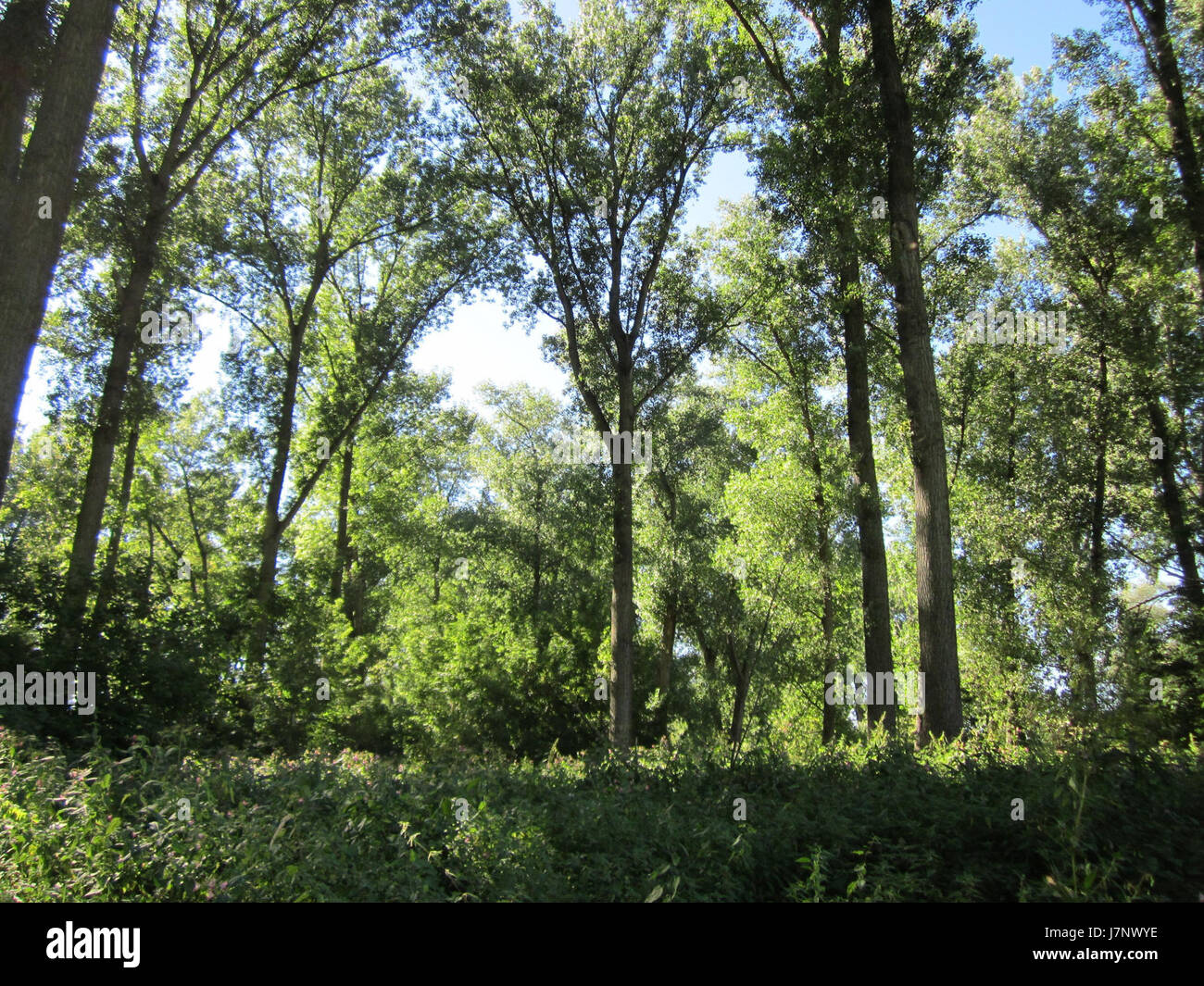 Questa immagine raffigura le vedute panoramiche del Rheinauen ad Altlussheim, Germania, mostrando il paesaggio naturale lungo il fiume Reno. L'area è conosciuta per la sua bellezza naturale e fa parte di una regione protetta. Foto Stock