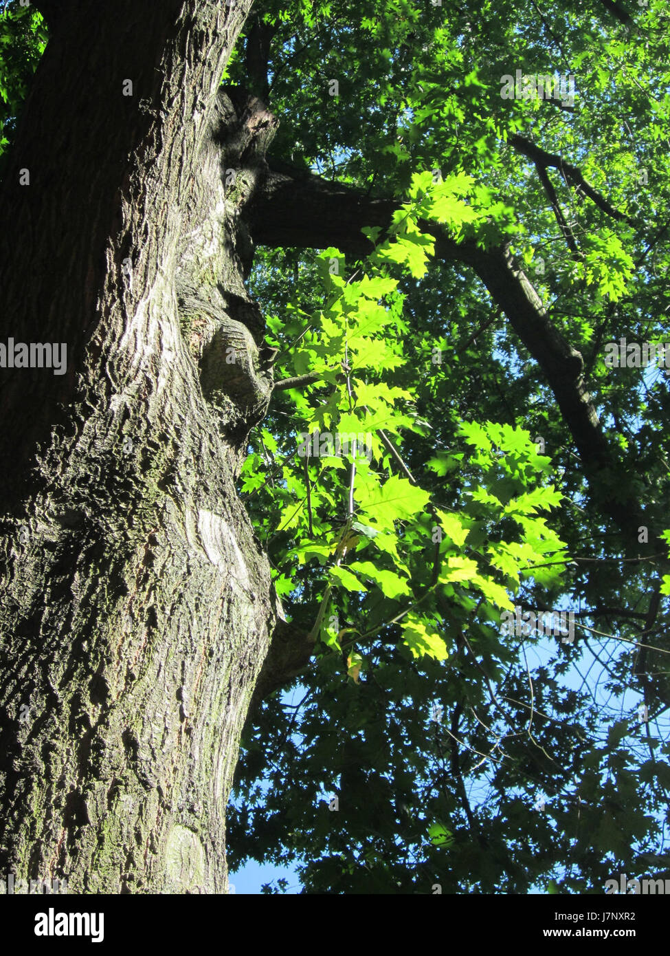 Questa fotografia di una quercia (Eiche) a Staden rappresenta la bellezza naturale della zona. Staden è una località conosciuta per i suoi paesaggi rurali e i dintorni agricoli. Foto Stock