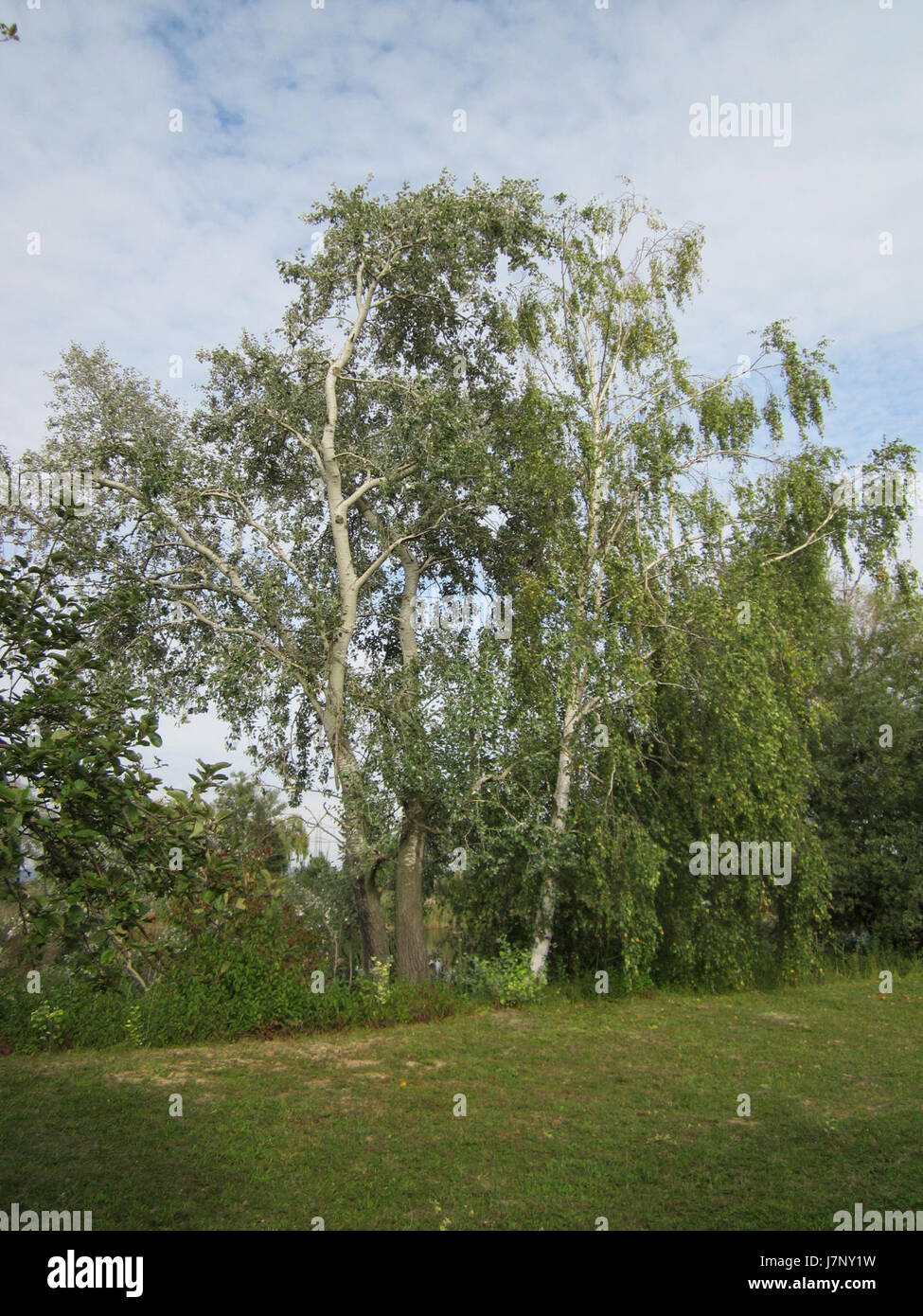 Il Baggersee Hockenheim si riferisce a una località in Germania nota per il suo lago ricreativo e le attività all'aperto. La zona è famosa per il tempo libero, gli sport acquatici e il turismo locale nella regione di Hockenheim. Foto Stock