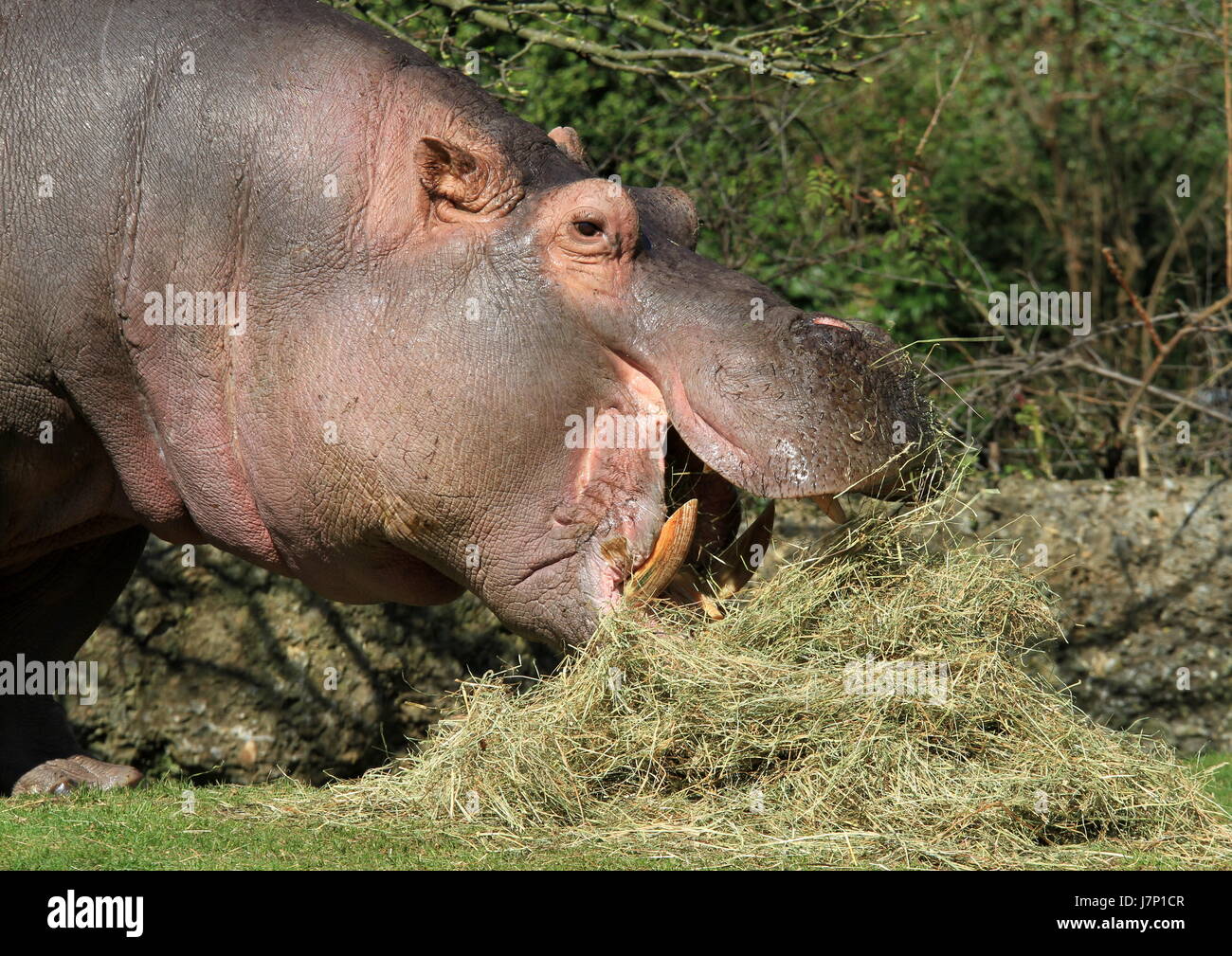 Aperta la bocca aperta di fieno mangiare mangiare mangia pericolo lotta di viaggio degli animali di combattimento Foto Stock
