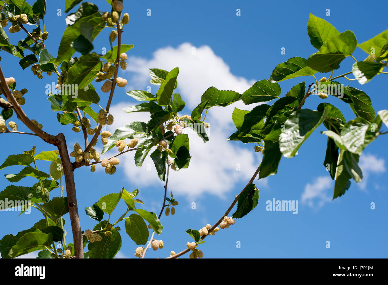 Gelso bianco il ramo i frutti e le foglie contro il cielo blu Foto Stock