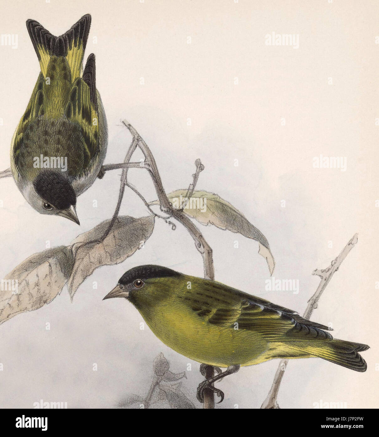 Carduelis atriceps, una specie di uccelli conosciuta come il Goldfinch dalla testa nera, è stato documentato per la prima volta nel 1902. È originaria di alcune parti del Sud America, e le sue caratteristiche distintive includono la testa nera e il corpo giallo, rendendolo un soggetto di studio ornitologico. Foto Stock