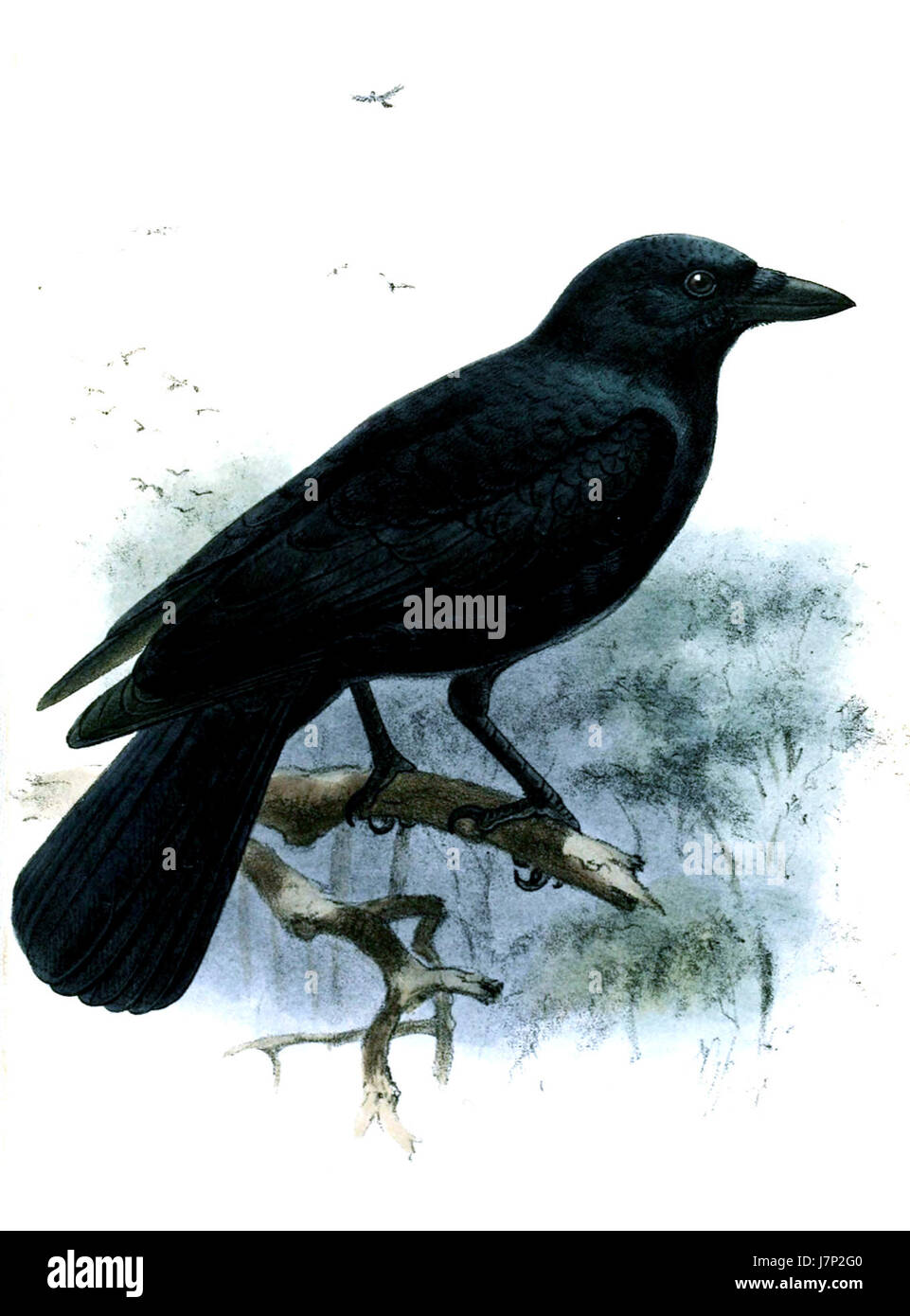 CorvusMoneduloidesKeulemans Foto Stock