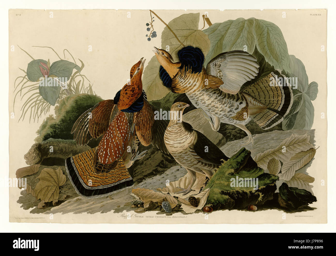 Il fagiolo è una specie di uccello originaria del Nord America, nota per la sua caratteristica coda a ventaglio e l'elaborata mostra di corteggiamento. Si trova comunemente nei boschi e nelle foreste. Foto Stock