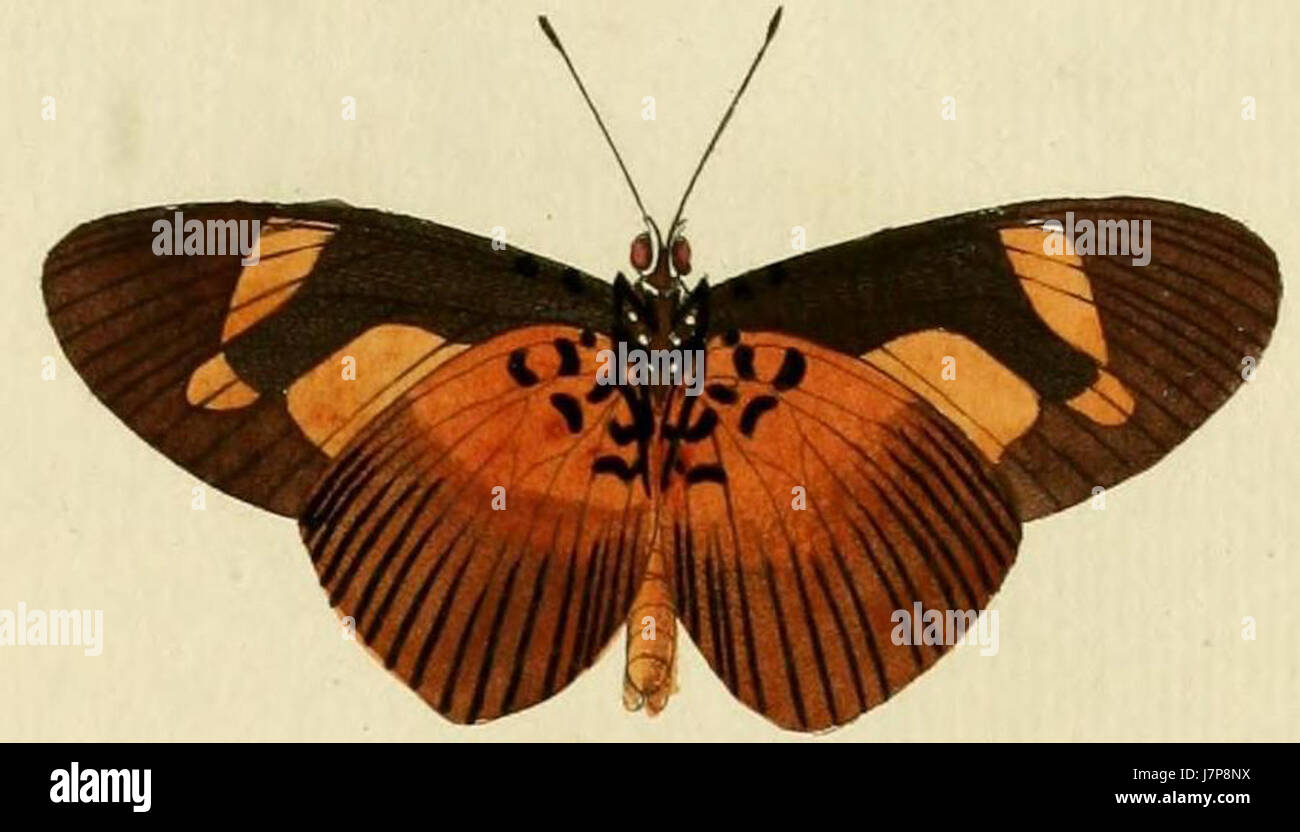 L'Acraea epaea è una specie di farfalle diffusa principalmente in Africa. Appartiene alla sottofamiglia degli Heliconiinae ed è conosciuta per le sue distintive ali ali arancioni e nere, che la fanno risaltare tra le altre specie della sua famiglia. Foto Stock