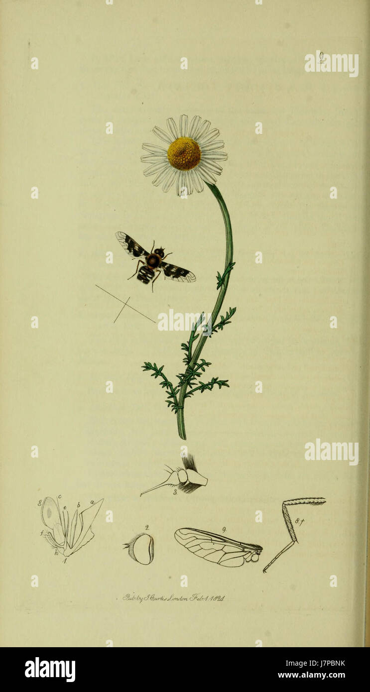Questa illustrazione tratta da "British Entomology, volume 8" mostra disegni dettagliati di insetti nativi della Gran Bretagna. Opera dell'entomologo John Curtis, questo volume presenta descrizioni di specie di insetti britannici. Foto Stock