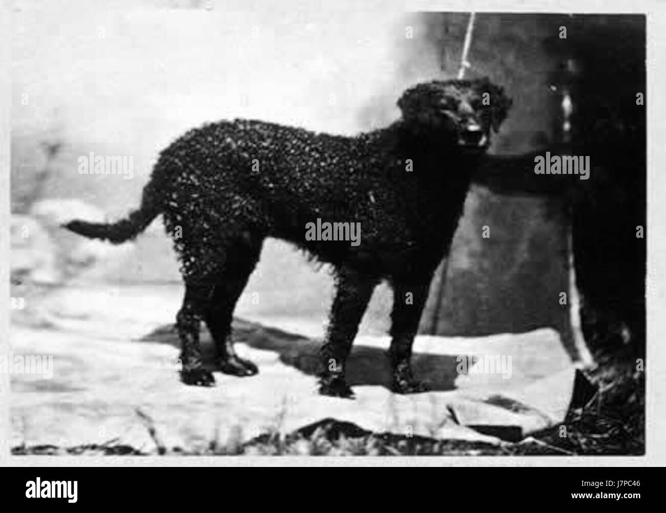 Questa immagine del 1879 raffigura un riccio di nome Joby, che mostra le caratteristiche della razza durante la fine del XIX secolo. La razza retriever era nota per la sua intelligenza e le sue capacità lavorative. Foto Stock