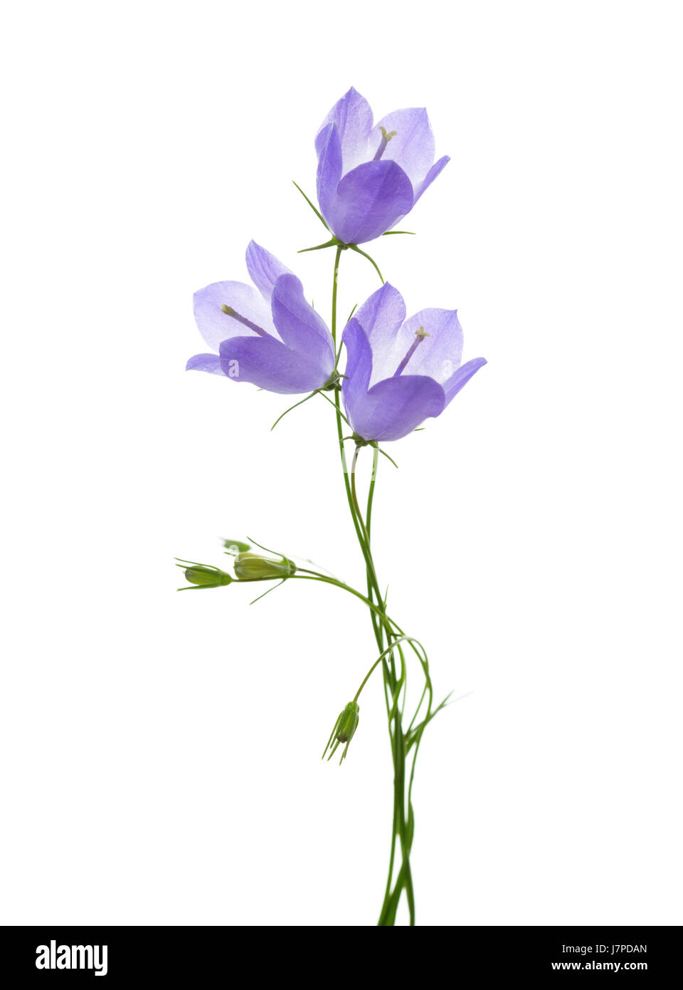 Tre campanule isolato su bianco. Foto Stock