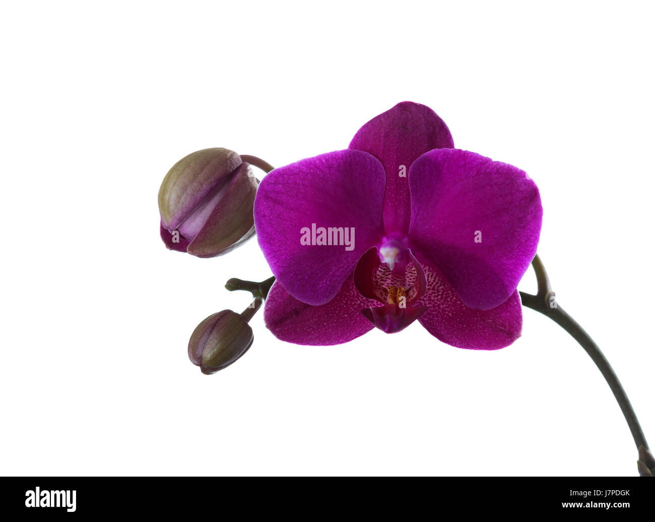 Vinoso orchid isolato su bianco. Foto Stock